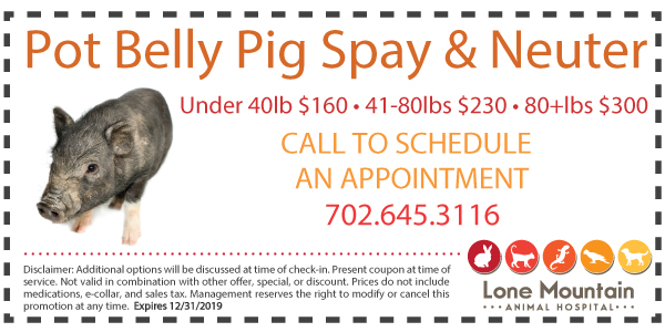 Pot Bely Pig Spay and Neuter special Lone Mountain animal hospital
